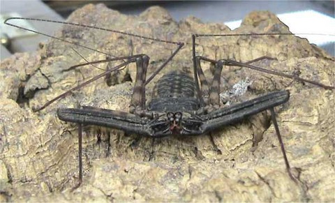 Amblypigid
