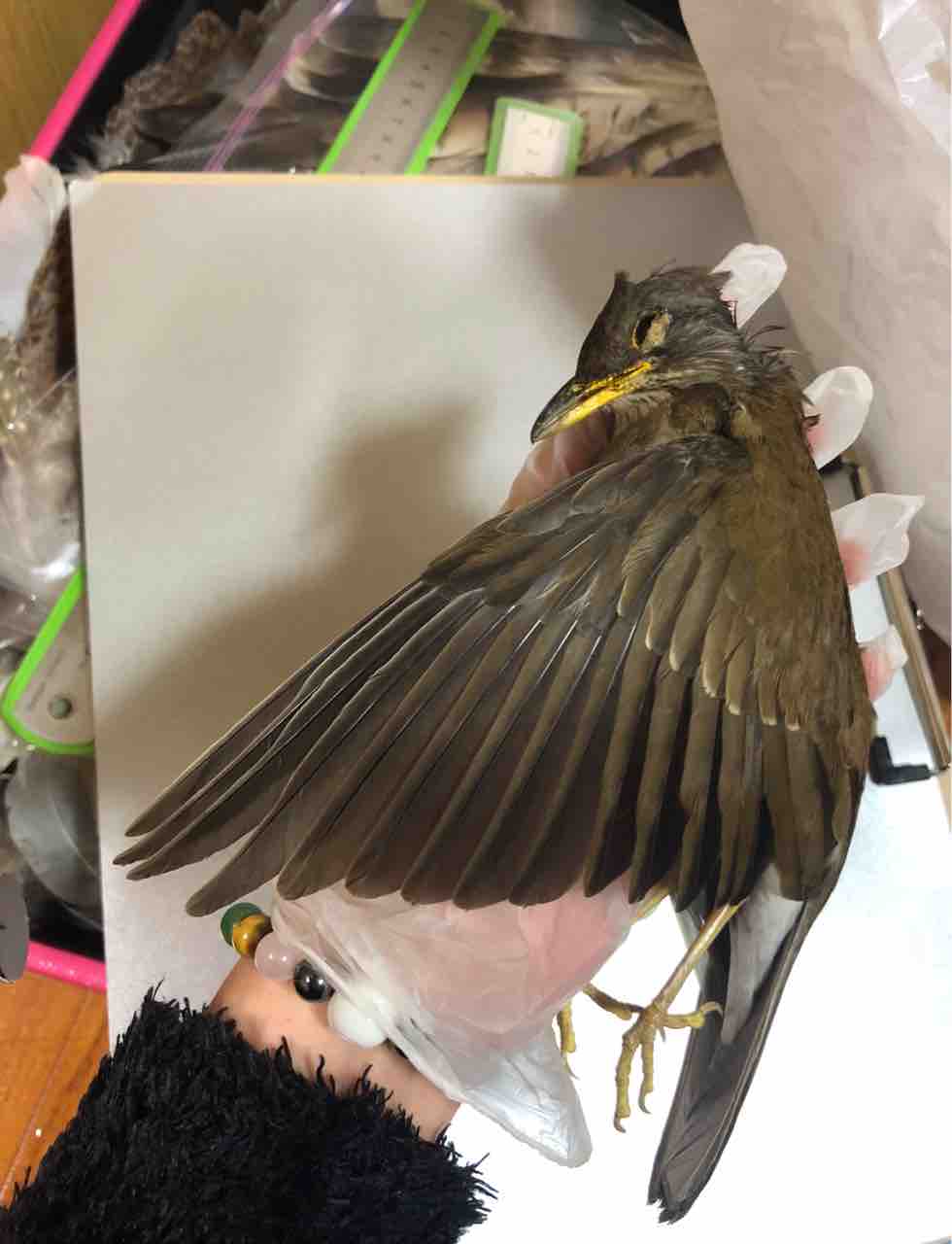 シロハラの羽 沖縄の野鳥 羽blog シロハラの羽 沖縄の野鳥 羽blog