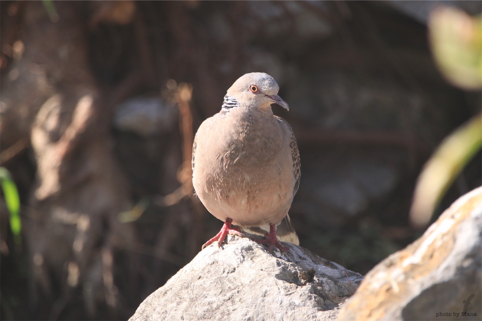 ハトも可愛い野鳥さん 沖縄ゆるblog