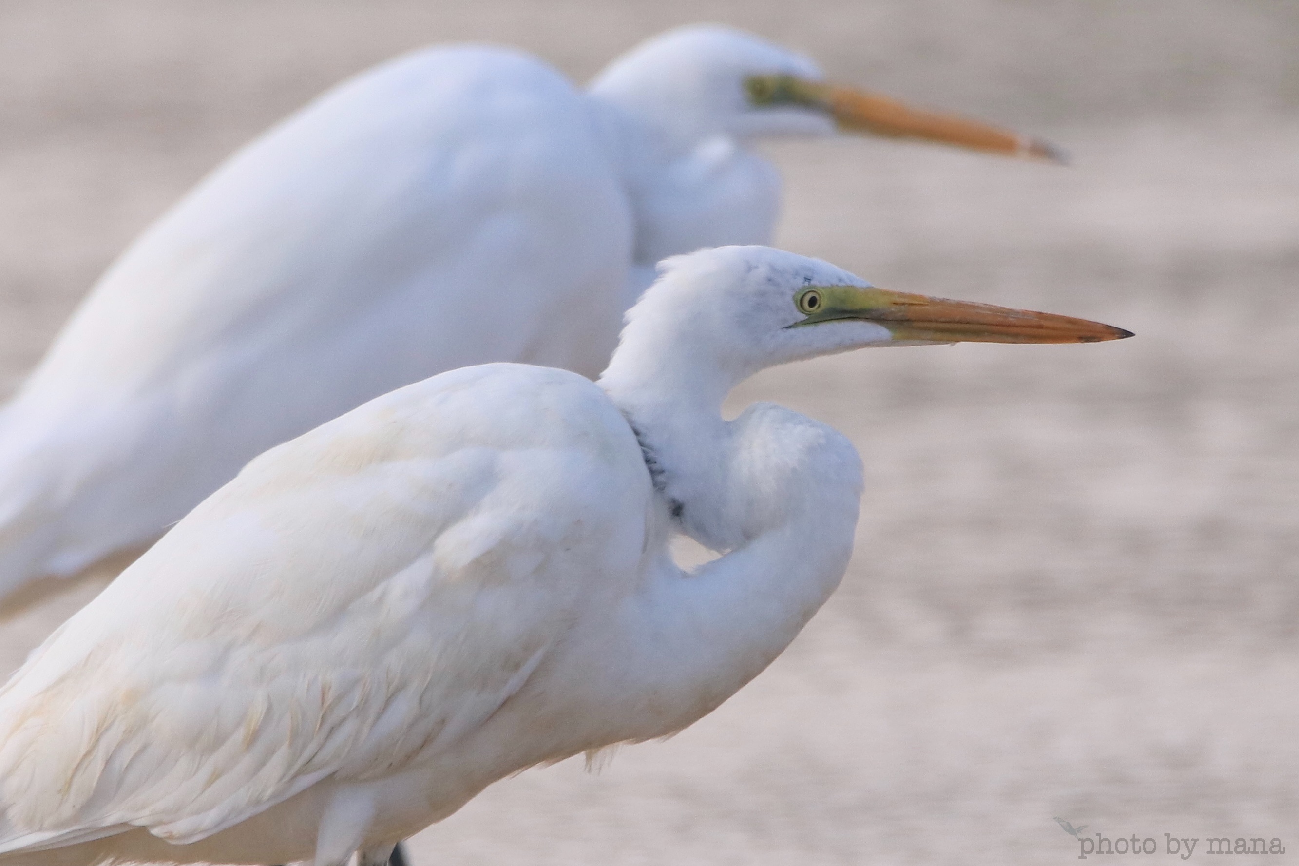 白サギ 沖縄ゆるblog