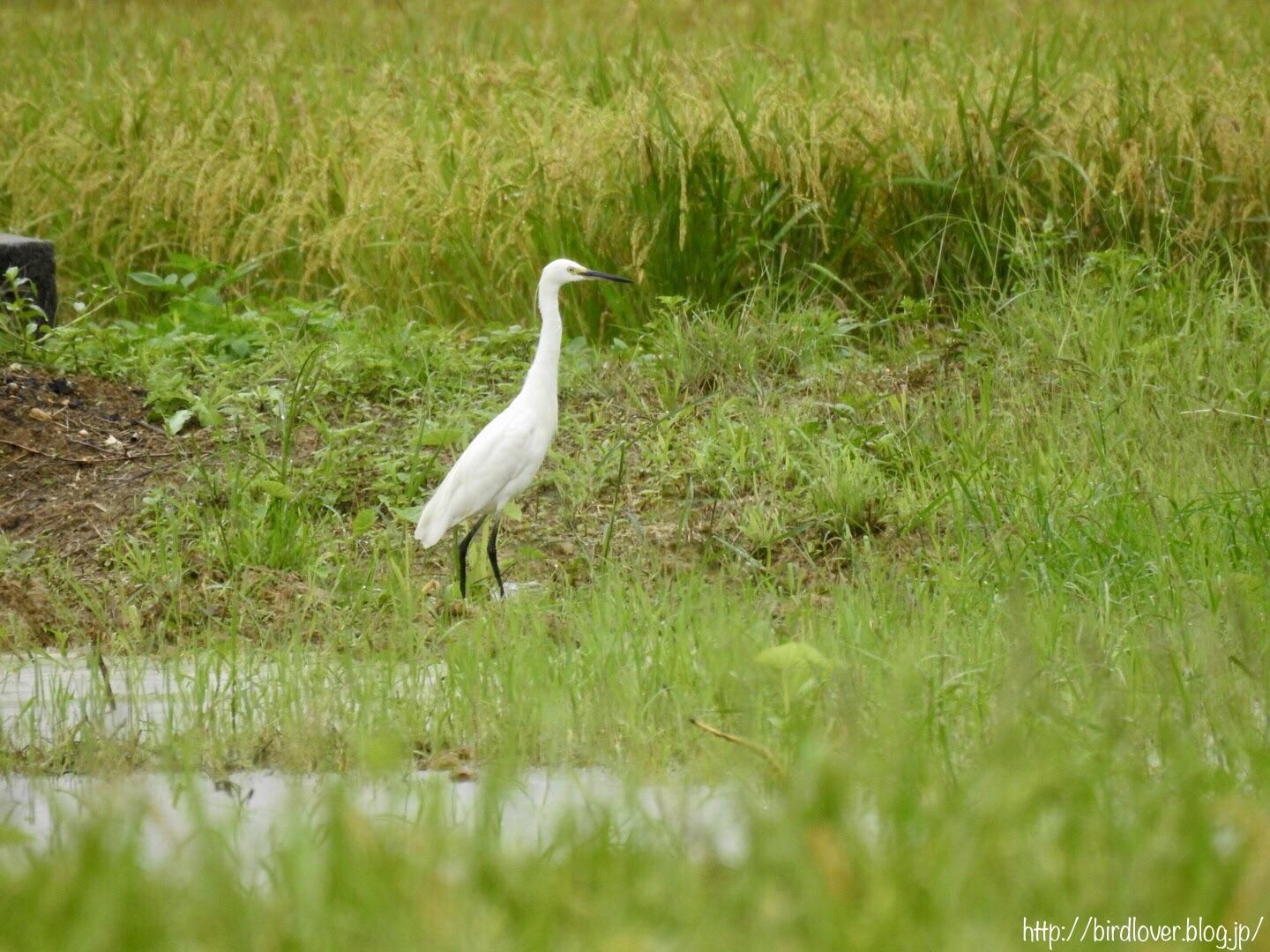 6月の野鳥達 ~ 白サギ4種 ~ : 沖縄ゆるblog