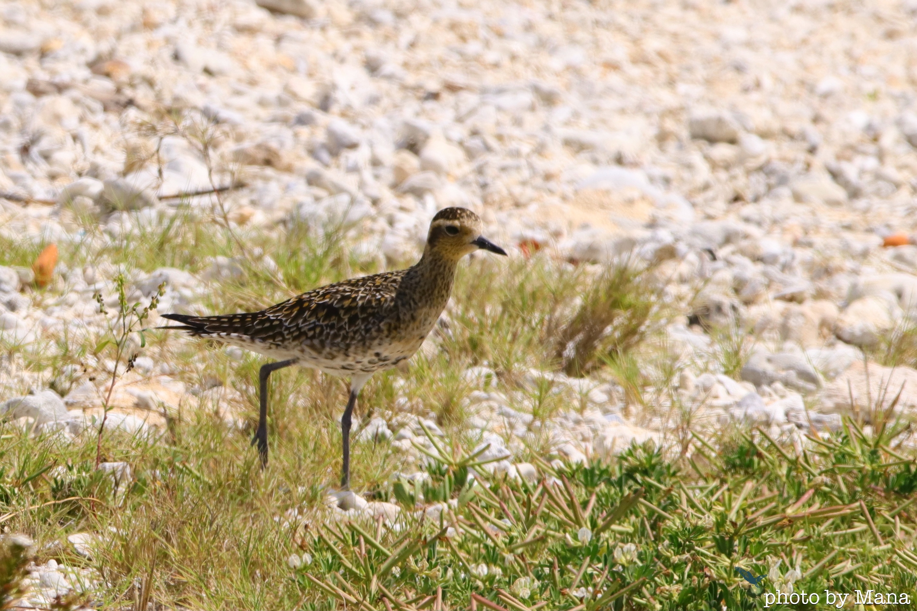 離島の鳥 海岸でシギ チドリ観察 去年の与那国 沖縄ゆるblog