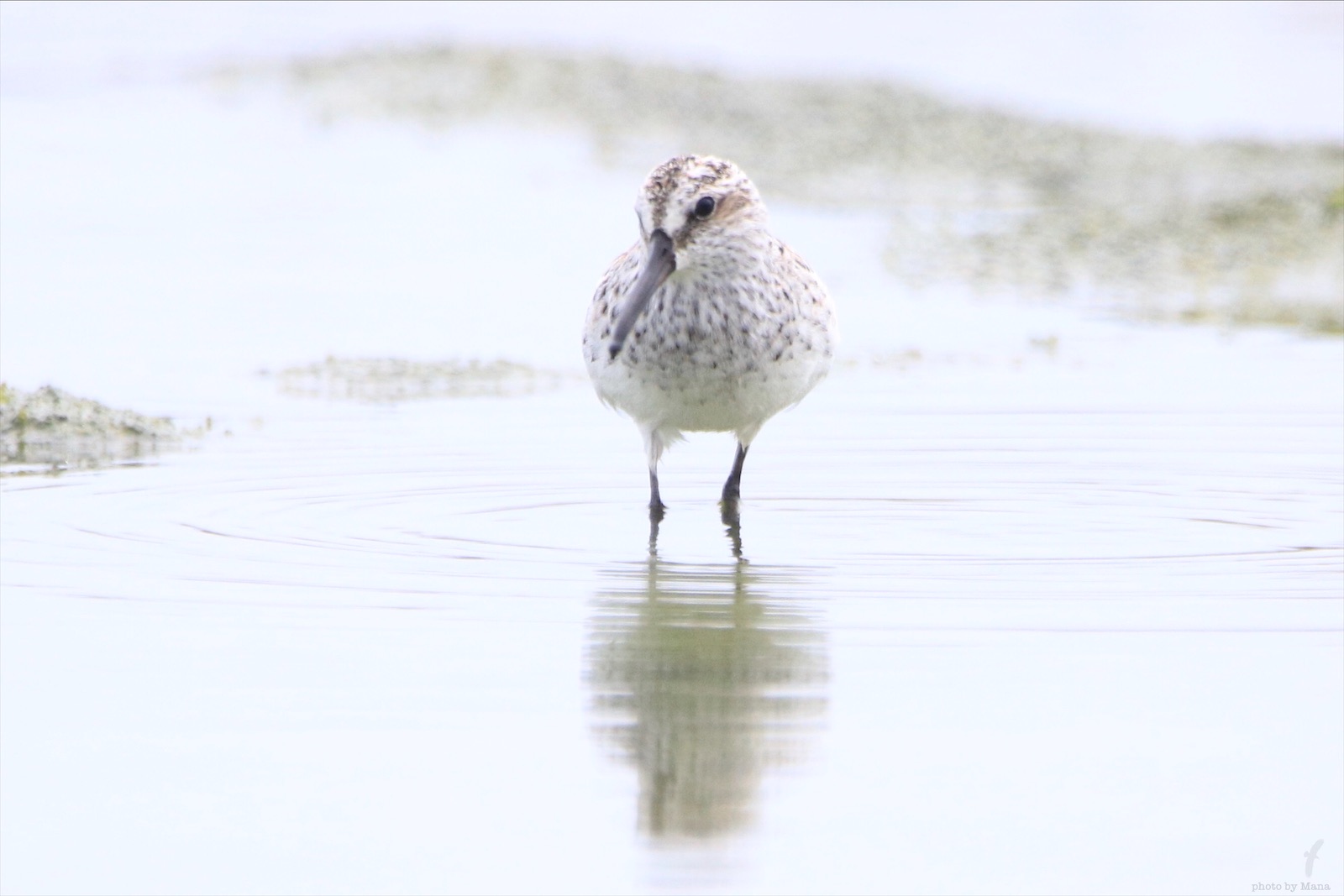 春の鳥 キリアイとアカエリヒレアシシギ 沖縄ゆるblog