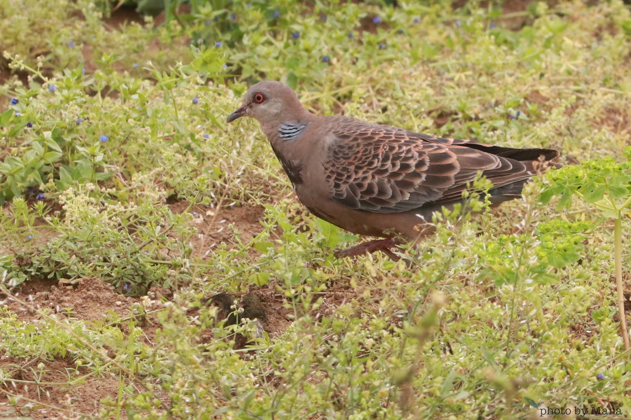 ハト3種 沖縄ゆるblog