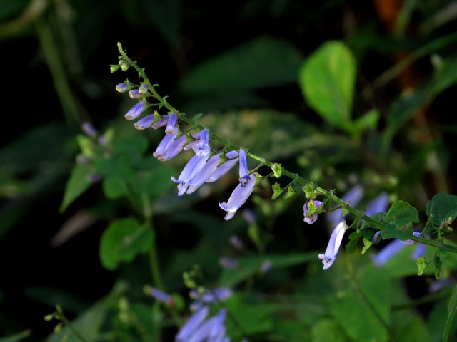 六甲高山植物園 紫 ピンク 青の花 今日もワクワク