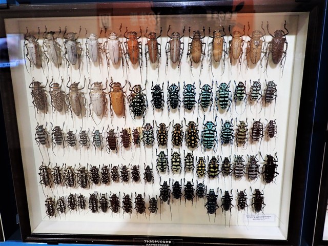 ロクロクビオトシブミ　標本 東京土産… | ひなた島博物館 収蔵庫