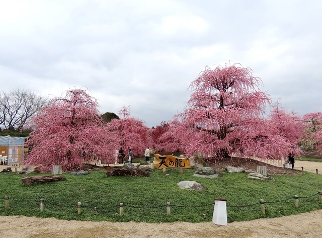 鈴鹿の森庭園 絢爛豪華なしだれ梅 今日もワクワク 鈴鹿の森庭園 絢爛豪華なしだれ梅 今日もワクワク