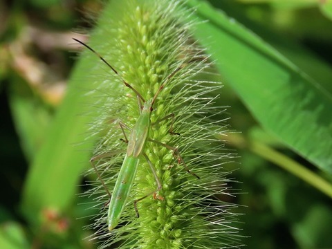 12クモヘリカメムシ幼虫　裏山210909　IMG_7326