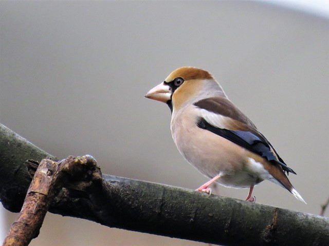 服部緑地公園 うずわ池 新宮池 ミコアイサ 今日もワクワク