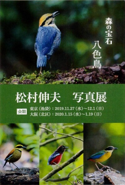 森の宝石 八色鳥写真展 今日もワクワク