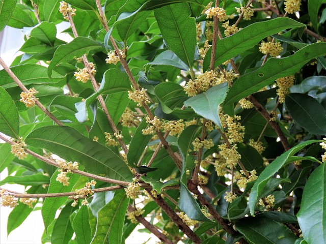 メガネツユクサ ウスギモクセイ 今日もワクワク