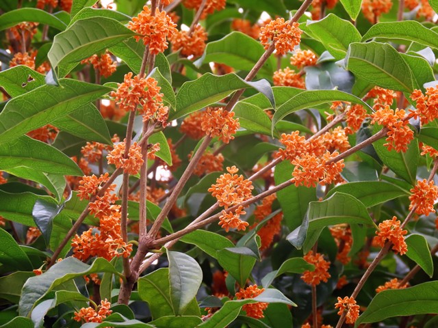 メガネツユクサ ウスギモクセイ 今日もワクワク