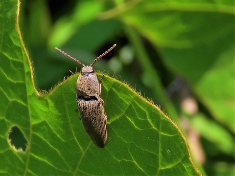 15コメツキsp　230511IMG_2780