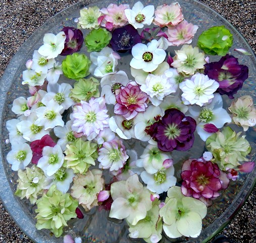 鈴鹿の森庭園 クリスマスローズ 今日もワクワク