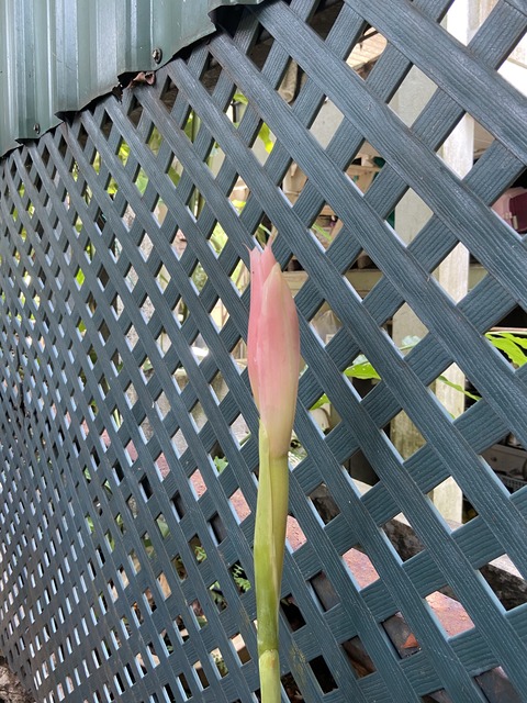 庭にジンジャーフラワーがひっそりと咲いていました Simply Style Kl