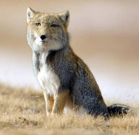 sandfox