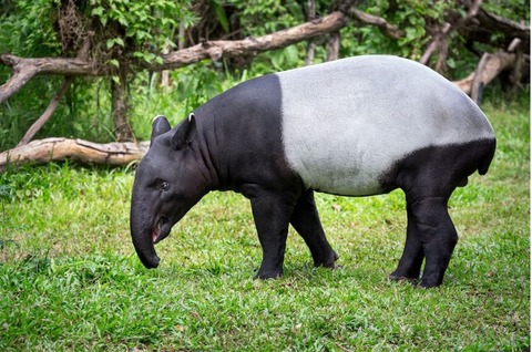 tapir