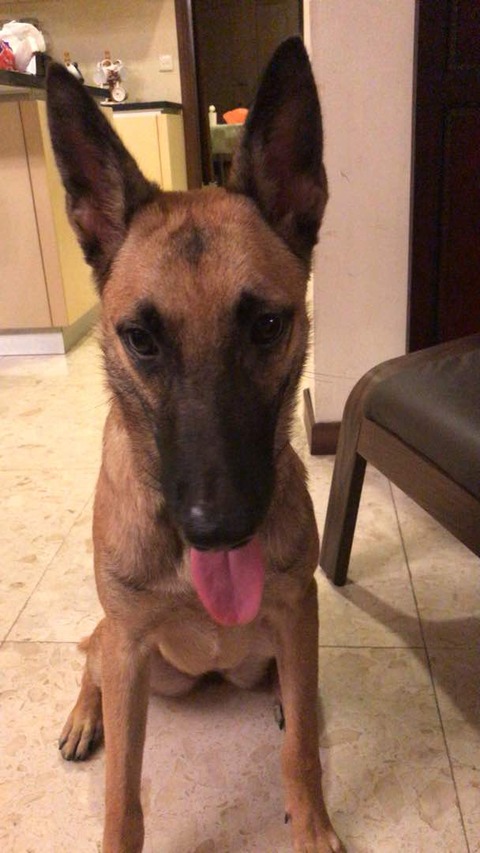 犬のdnaテスト さてさてヤナは何犬の血が混ざっているのかな Simply Style Kl 犬のdnaテスト さてさてヤナは何犬の血が混ざっているのかな Simply Style Kl