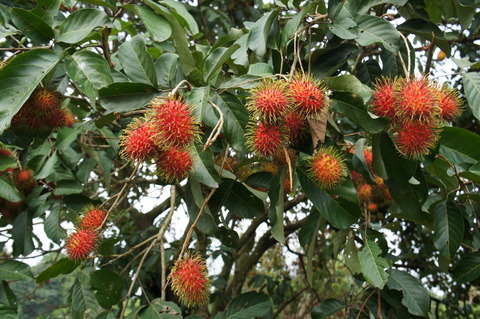Rambutan