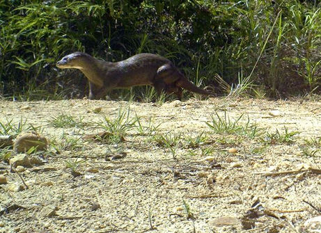 borneo-camera-trap-hairy-nosed-otter-lutra-sumatrana_23953_big