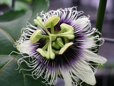 Passiflora_edulis_forma_flavicarpa