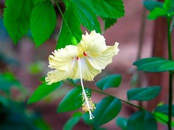 flowers-bunga-raya-kuning-putih-merah