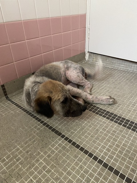 ものすごい臭いを放つ保護犬をとりあえず洗おう Simply Style Kl