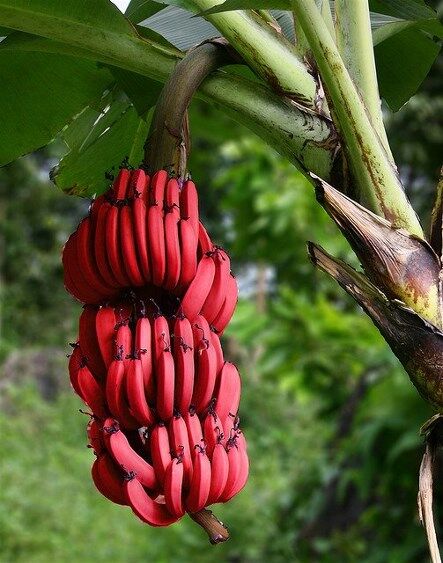 赤いバナナ Pisang Merah Simply Style Kl 赤いバナナ Pisang Merah Simply Style Kl