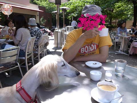 犬が西向きゃ 猫は東 サルーキのサラ 我が家に