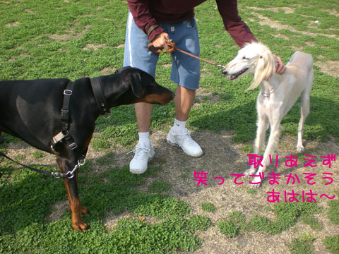 犬が西向きゃ 猫は東 サルーキのサラ 我が家に