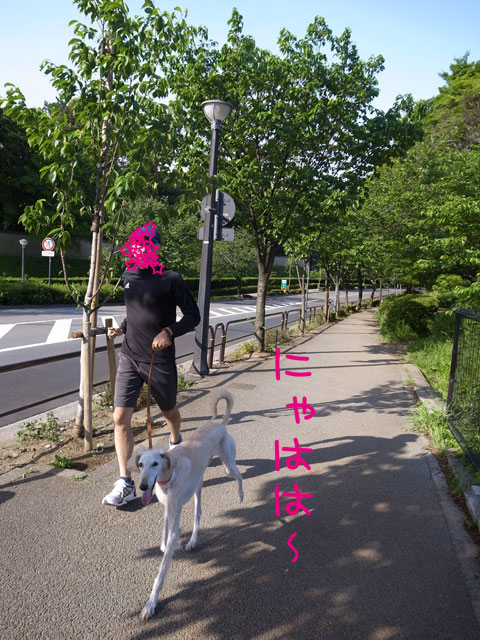 犬が西向きゃ 猫は東 サルーキのサラ 我が家に