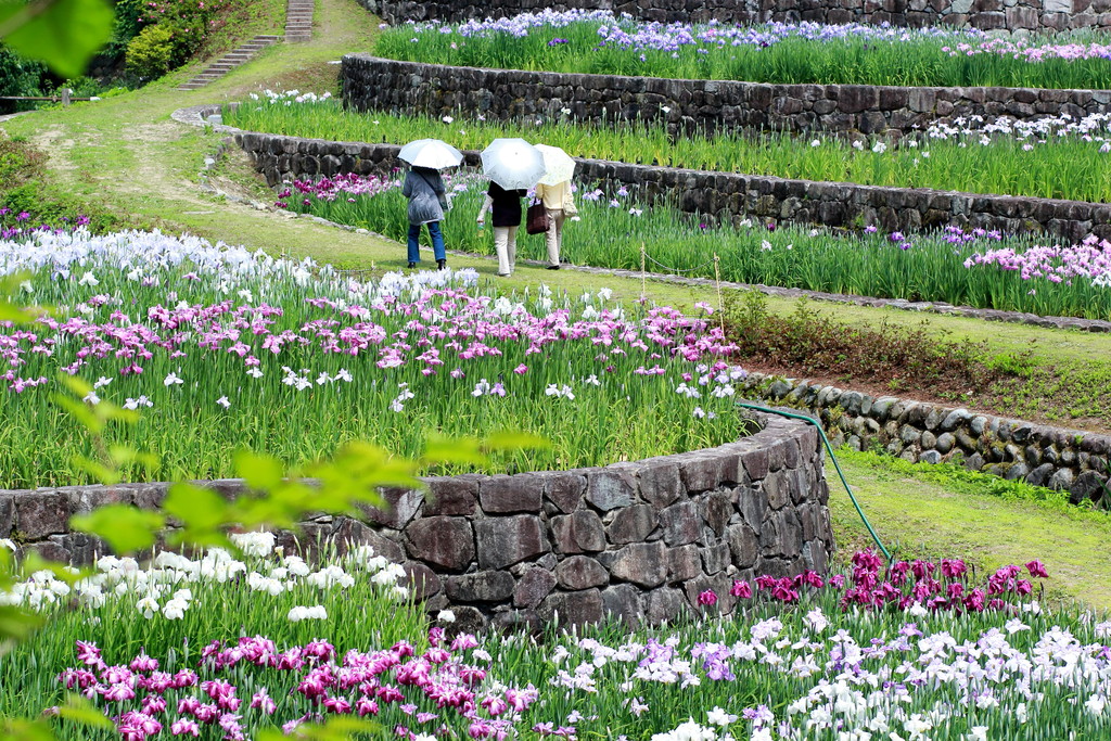 日々 遥か 花菖蒲の季節