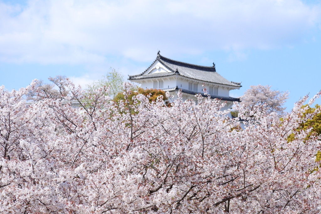 日々 遥か 散りゆく桜 日々 遥か 散りゆく桜