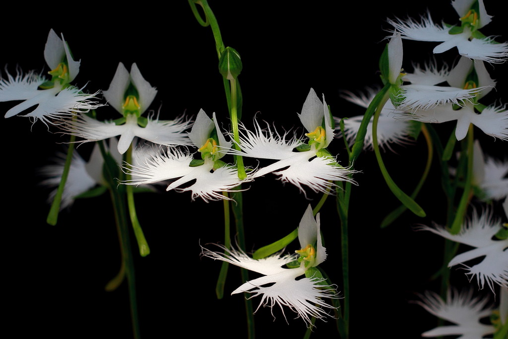 日々 遥か 小さな花 サギ草