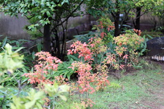 IMG_1948