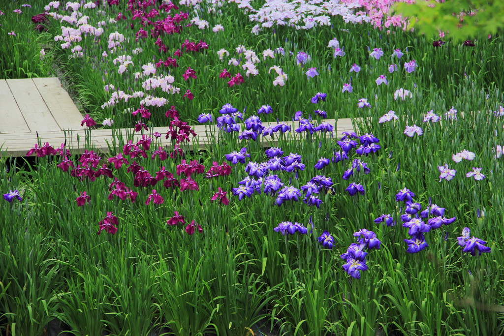 日々 遥か 花菖蒲の季節