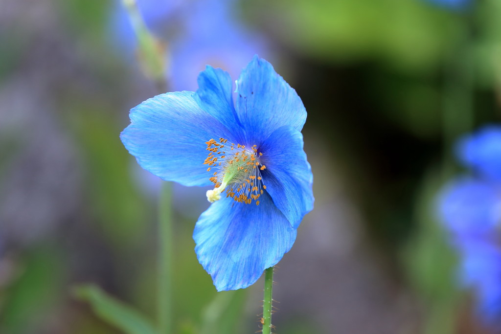 日々 遥か ヒマラヤの青いケシ