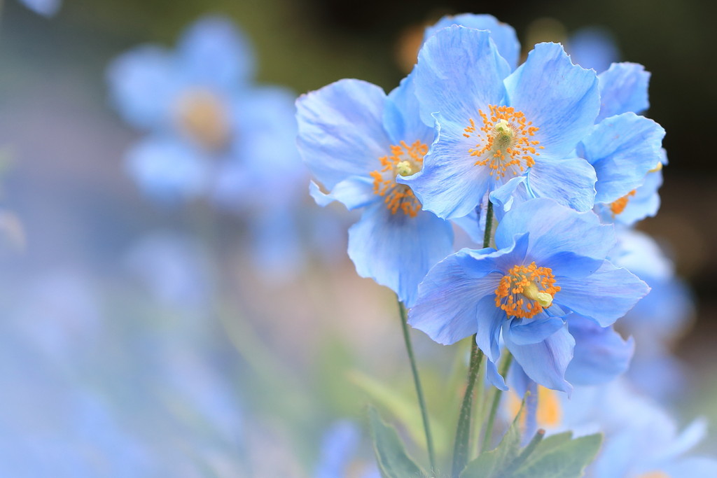 日々 遥か ヒマラヤの青いケシ