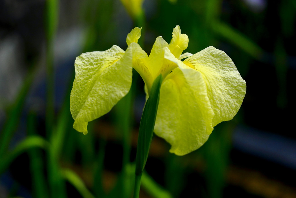 日々 遥か 六月は花菖蒲