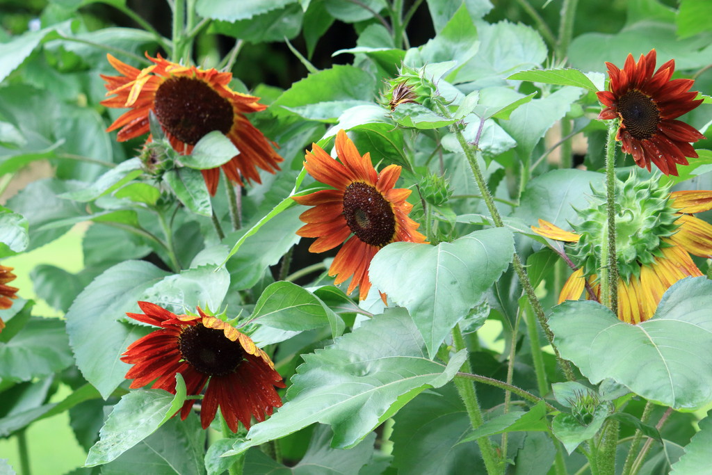 日々 遥か 赤いヒマワリ クラレット
