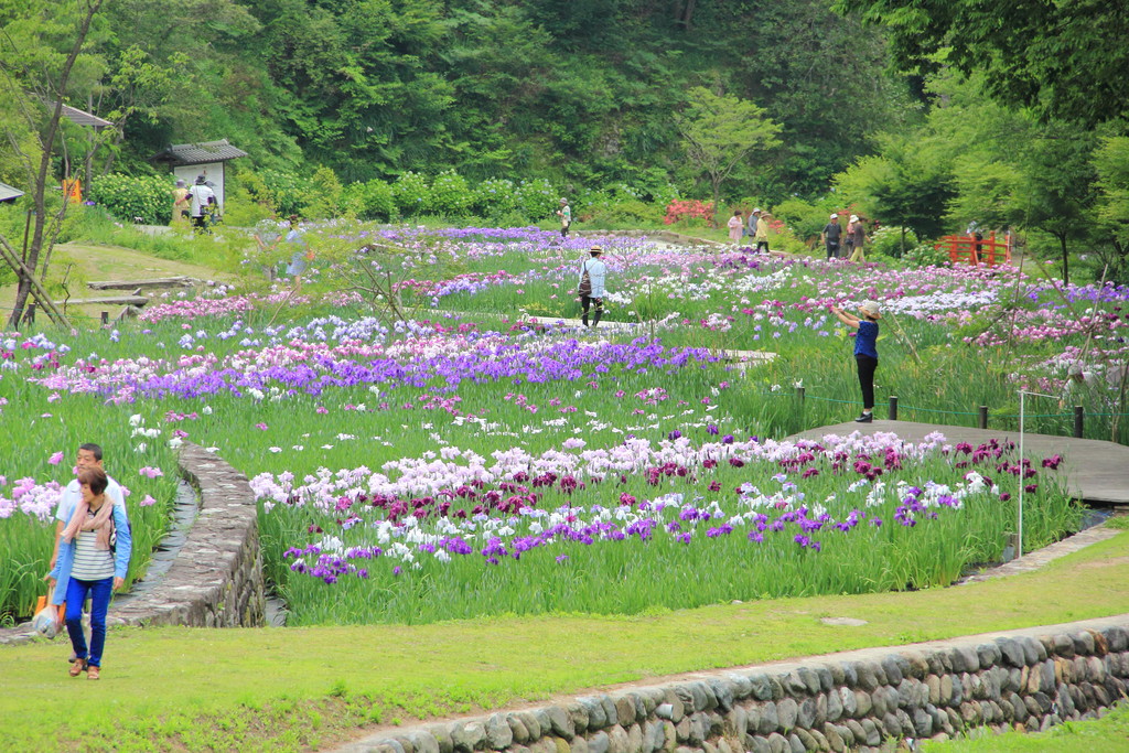 日々 遥か 花菖蒲の季節