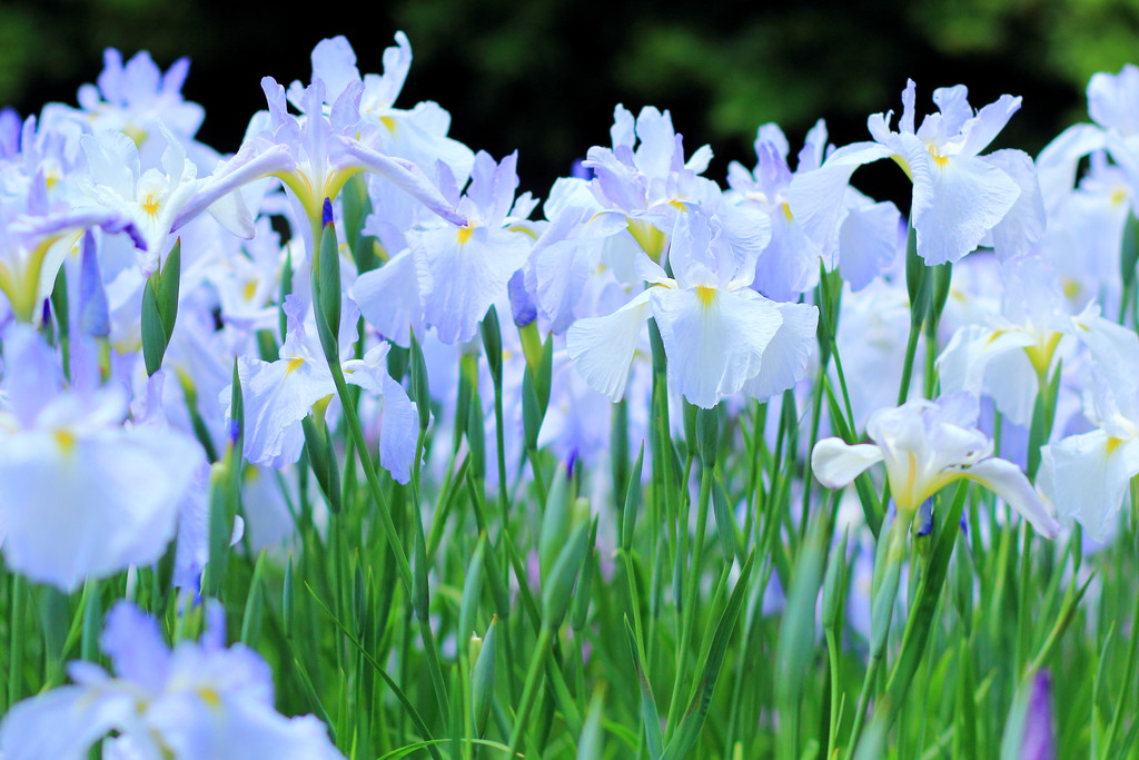 日々 遥か 花菖蒲の季節