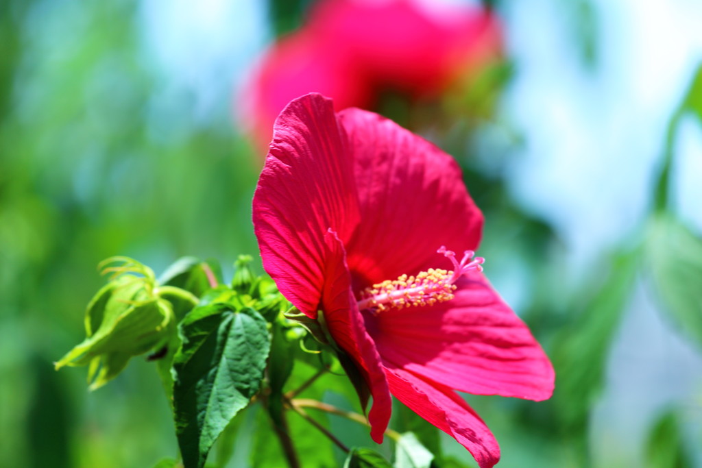 日々 遥か 二人暮れ行く夏の日
