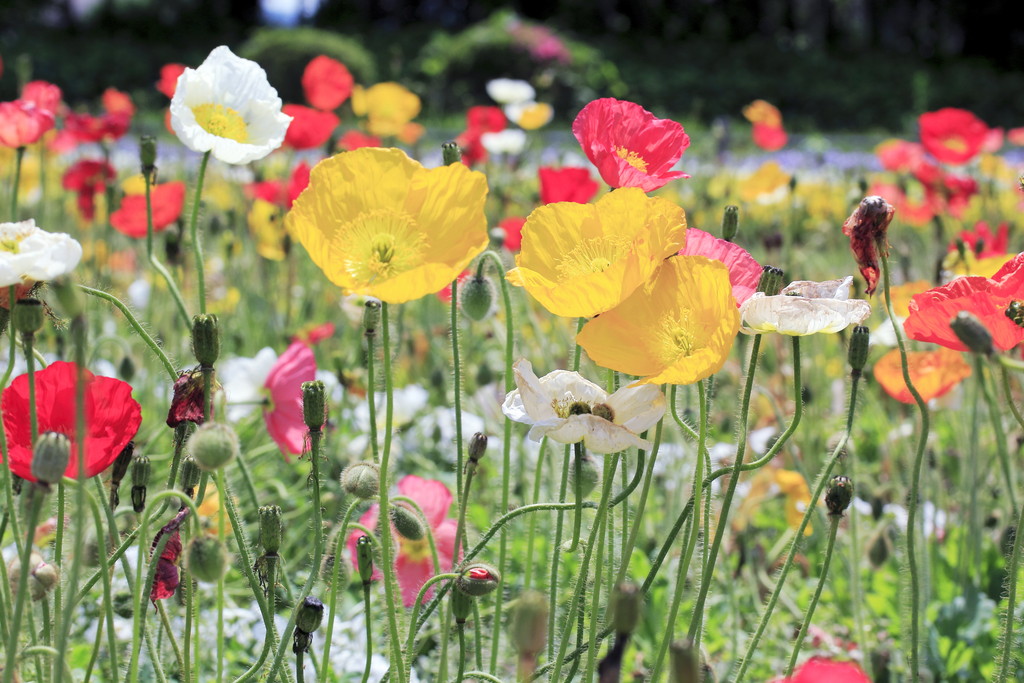 日々 遥か ポピー 虞美人草
