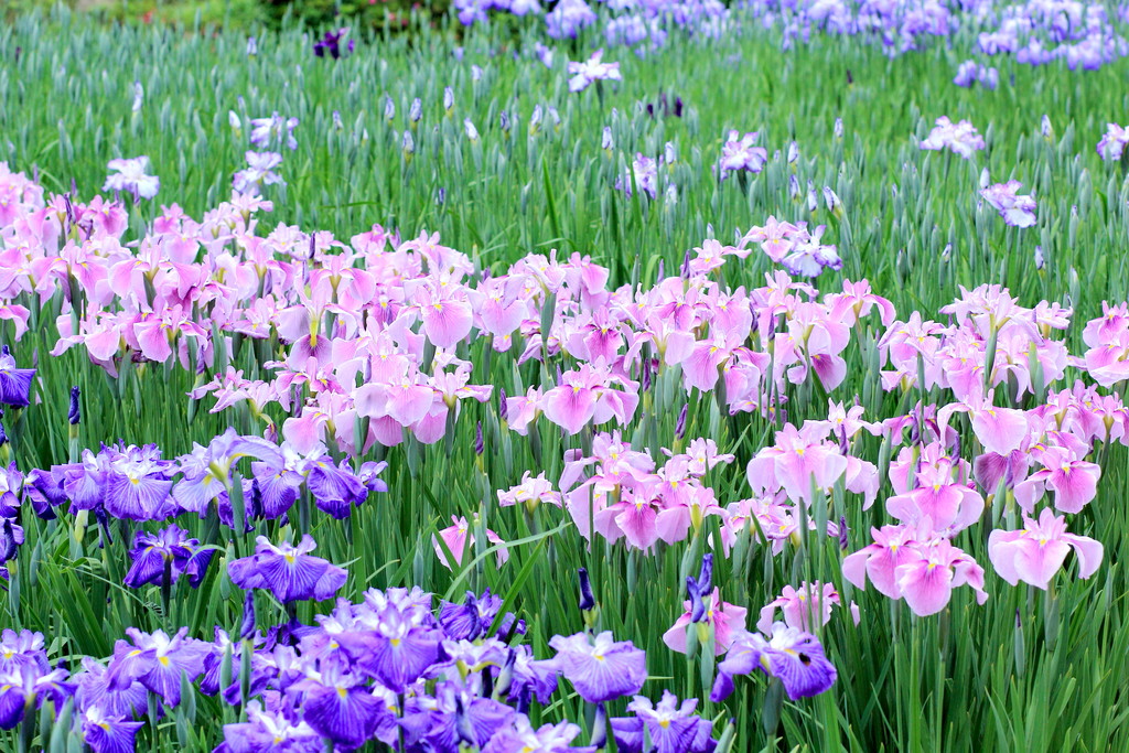 日々 遥か 花菖蒲の季節