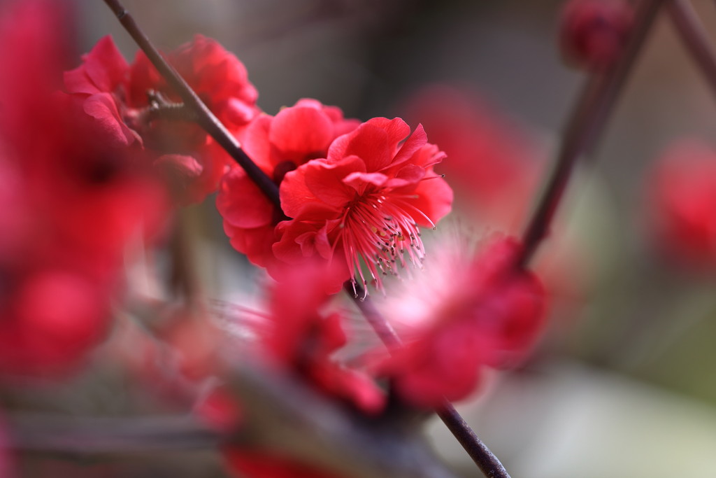 日々 遥か 梅と式子内親王