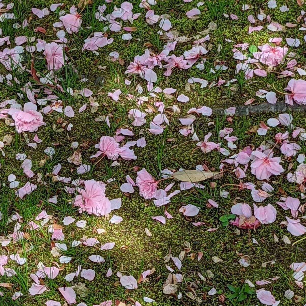 桜蕊降る きままに季語