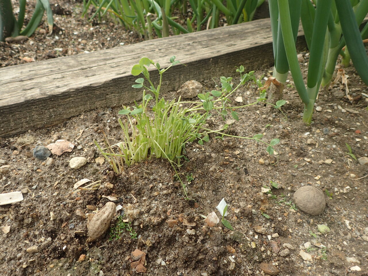 花 豆苗の花 きままに季語 花 豆苗の花 きままに季語