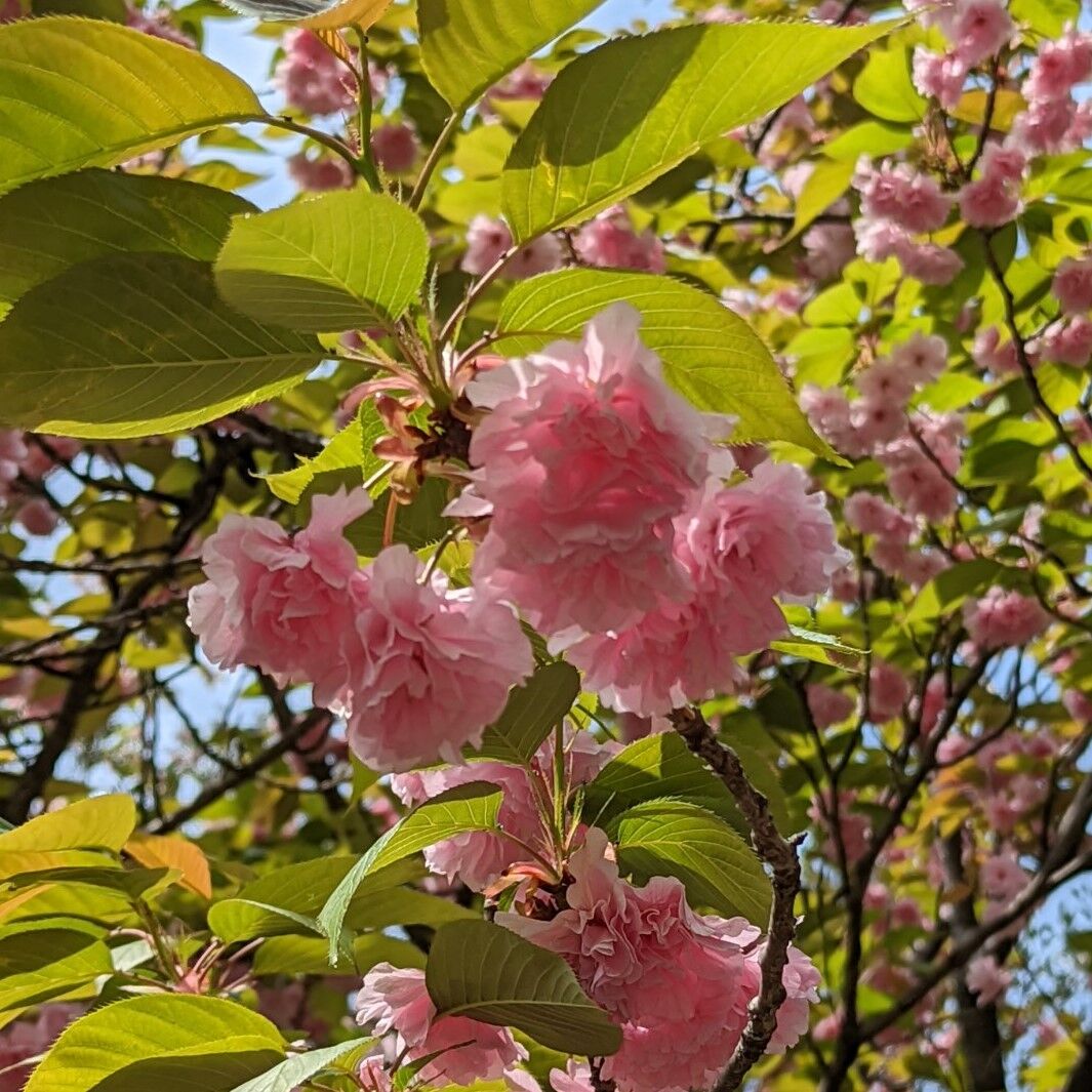 桜蕊降る きままに季語