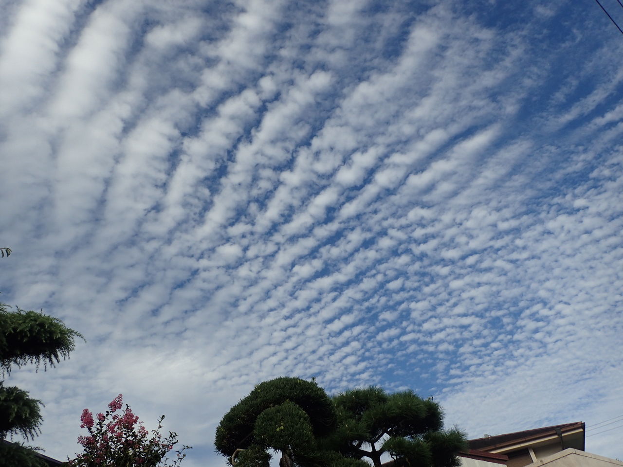 鰯雲 きままに季語 鰯雲 きままに季語